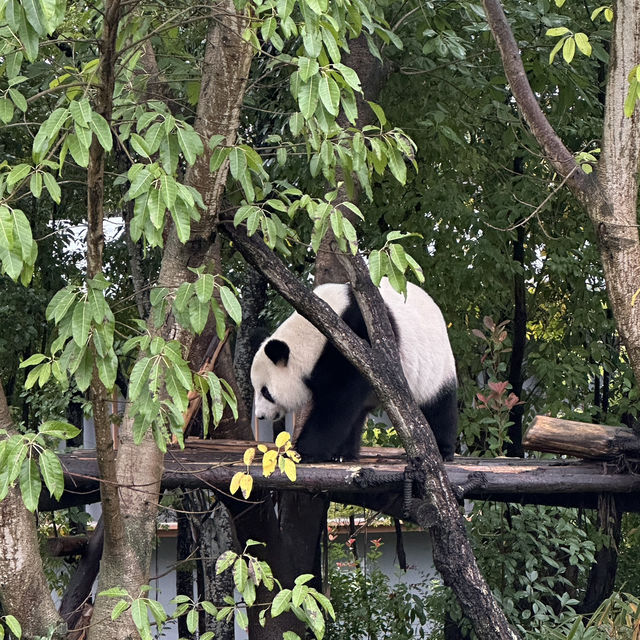   A Day in Panda Paradise: Exploring Chengdu Research Base