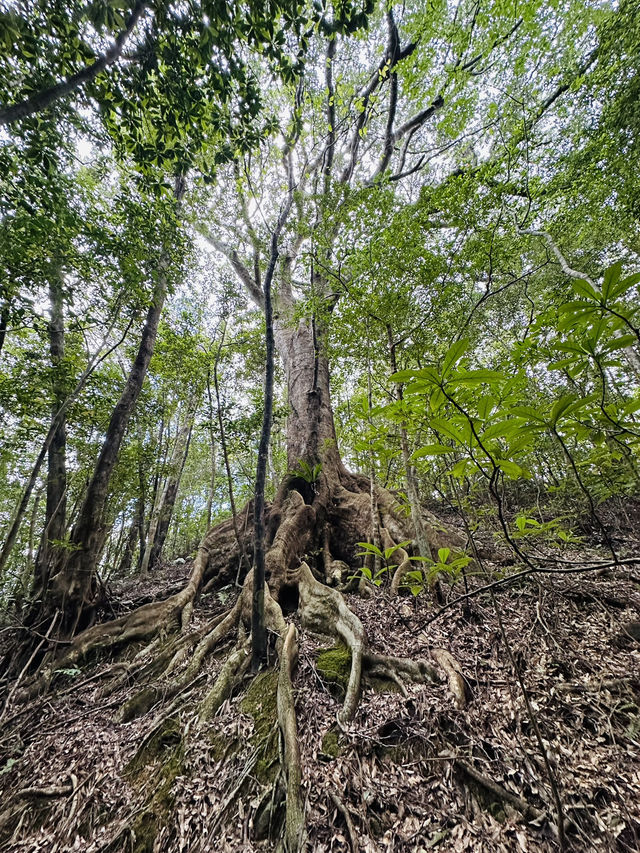【奄美大島】金作原