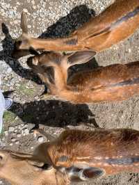 ニュージーランド｜距離が近い！アットホームな動物園・Hanmer Springs Animal Park