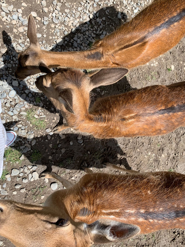ニュージーランド｜距離が近い！アットホームな動物園・Hanmer Springs Animal Park