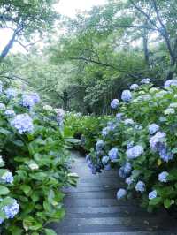 日本紫陽花節：300百萬球花海好震撼！