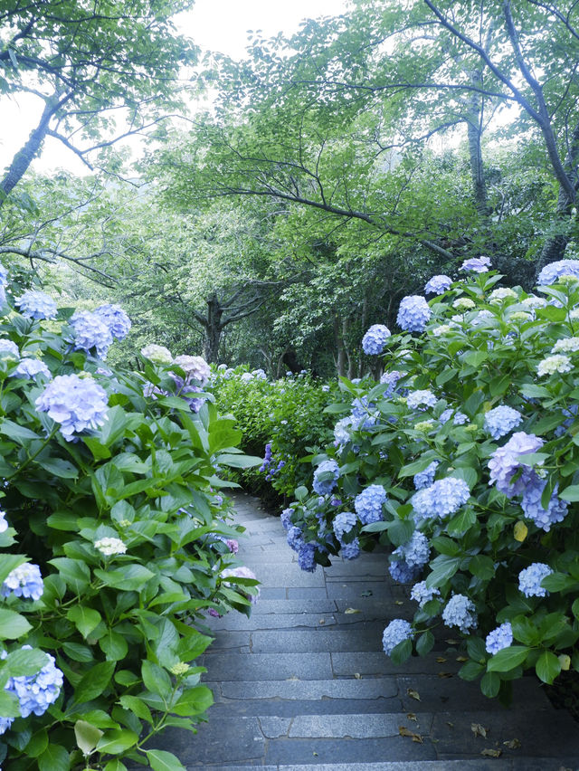 日本紫陽花節：300百萬球花海好震撼！