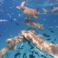 🇲🇻 Maldives 4 Days 3 Nights งบไม่เกิน 25,000 บาท