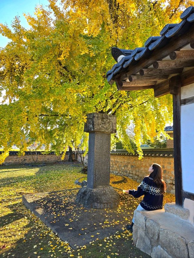 조용하고 한적한 거창 은행나무 명소💛