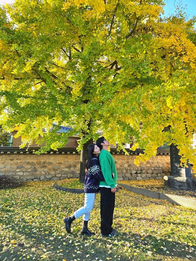 조용하고 한적한 거창 은행나무 명소💛