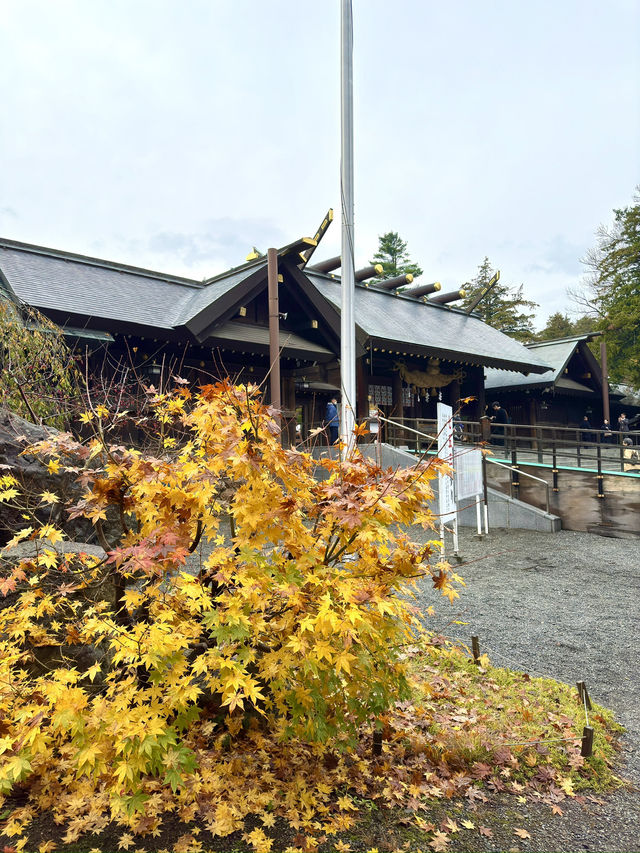 北海道　札幌観光　北海道神宮2024 紅葉の神宮を散策してみた！