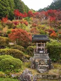 【ここ行って】本当は教えたくない🙅丹波地方最古の寺院で見る紅葉✨