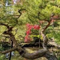 【京都紅葉】京都旅ゆったり紅葉狩りはここ！平安神宮神苑