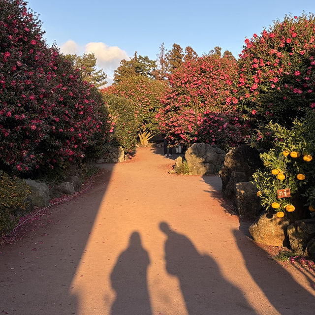 제주 겨울여행 필수코스 동백포레스트🌺