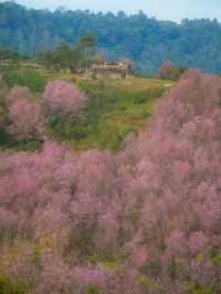 ชมดอกนางพญาเสือโคร่งบาน ที่ภูลมโล จังหวัดเลย 🌸