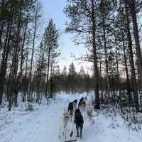 【フィンランド】冬のラップランドでする夢の犬ぞり体験🐕🛷❄️
