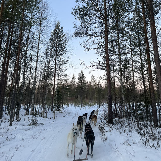 【フィンランド】冬のラップランドでする夢の犬ぞり体験🐕🛷❄️