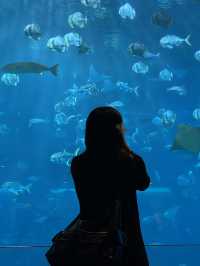 🇸🇬 S.E.A. Aquarium 🫧🪼🐠