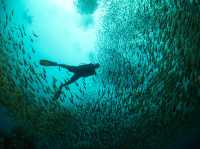 Curious about scuba diving? Go to Koh Tao🏝️🇹🇭