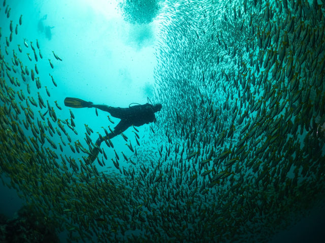 Curious about scuba diving? Go to Koh Tao🏝️🇹🇭
