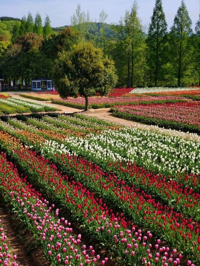 【花の里　世羅高原】