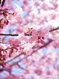 【伊豆×初春の旅】初春のお花見 はやっぱり河津