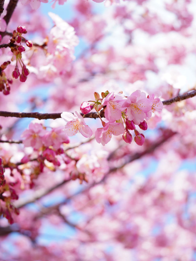 【伊豆×初春の旅】初春のお花見 はやっぱり河津
