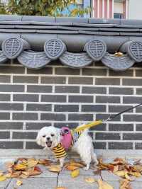 🐶강아지와 함께하는 경주여행✨