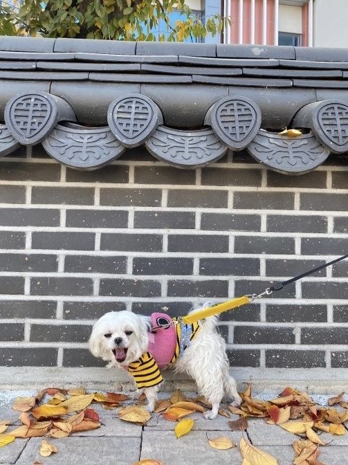 🐶강아지와 함께하는 경주여행✨