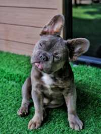 ถูกใจคนรักหมาแมว Zucca - The Pet Sanctuary & Cafe