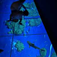 【 超夢幻非一般的海洋體驗 | DMM水族館 】