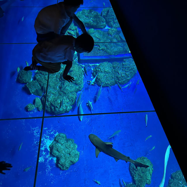 【 超夢幻非一般的海洋體驗 | DMM水族館 】