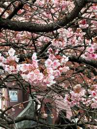 Experience the Earliest Cherry Blossoms in Japan - visit Atami Sakura!