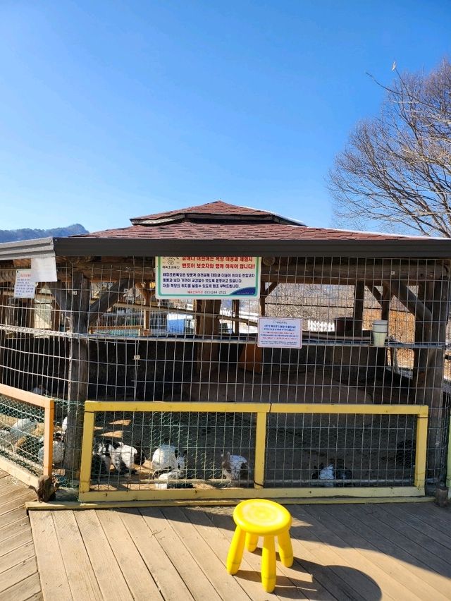 춘천여행 필수코스 먹이주기 체험할 수 있는 목장🐑