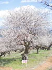 【群馬】12万本の梅の花が咲き誇る絶景✨榛名梅林で春の訪れを感じよう🌸 