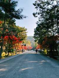 燃えるような紅葉🍁南禅寺で極上の秋を！