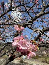 「河津桜並木｜早春を彩る桜のトンネル」
