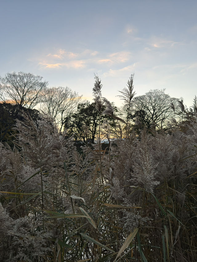 福岡舞鶴公園：歷史與自然的完美交融 🌿
