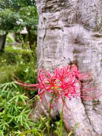  【神奈川県　北鎌倉の円覚寺でメディテーションと芥川文学の世界観に浸るひと時】