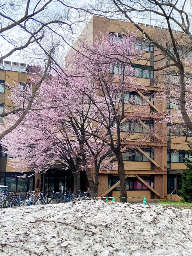 札幌櫻花：北國春天的浪漫景致