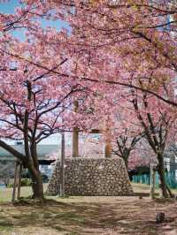 東京河津櫻賞櫻指南 🌸 舊中川櫻花盛開中！