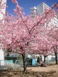 東京河津櫻賞櫻指南 🌸 舊中川櫻花盛開中！
