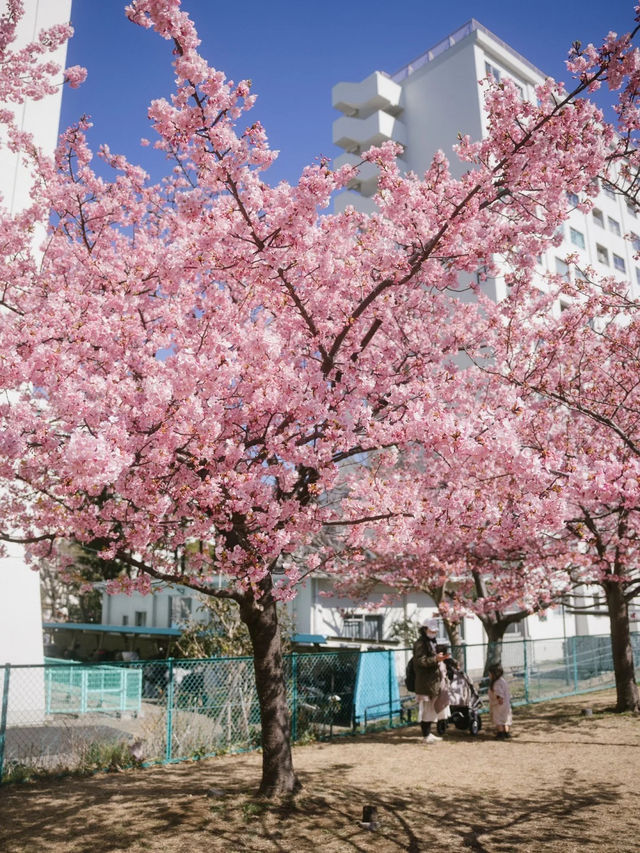 東京河津櫻賞櫻指南 🌸 舊中川櫻花盛開中！