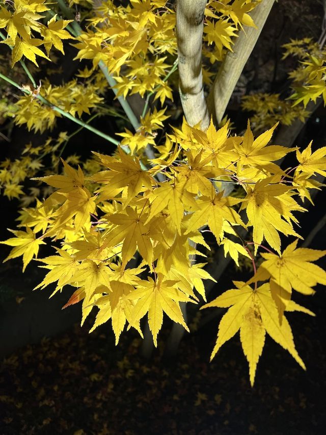  Nocturn Delights at the Eikando-ji Temple in Kyoto