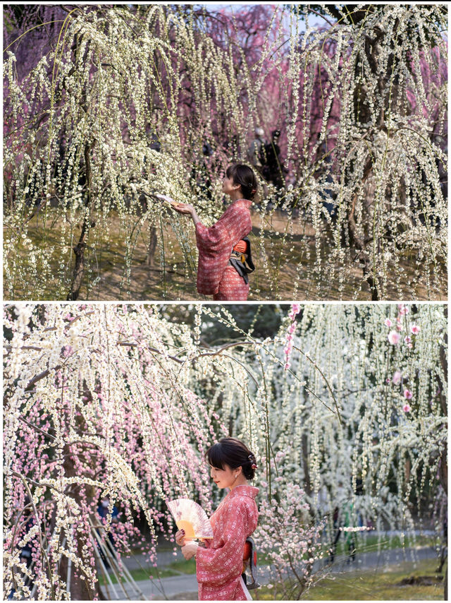 春の訪れを告げる🌸150本のしだれ梅と400本の椿『京都・城南宮】