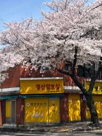 濟州島櫻花：韓國南方的春日魅力