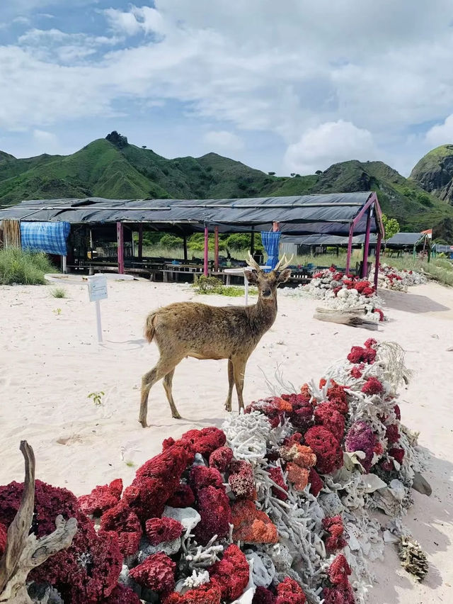 Komodo Island: A Wild Paradise of Dragons and Untouched Beauty