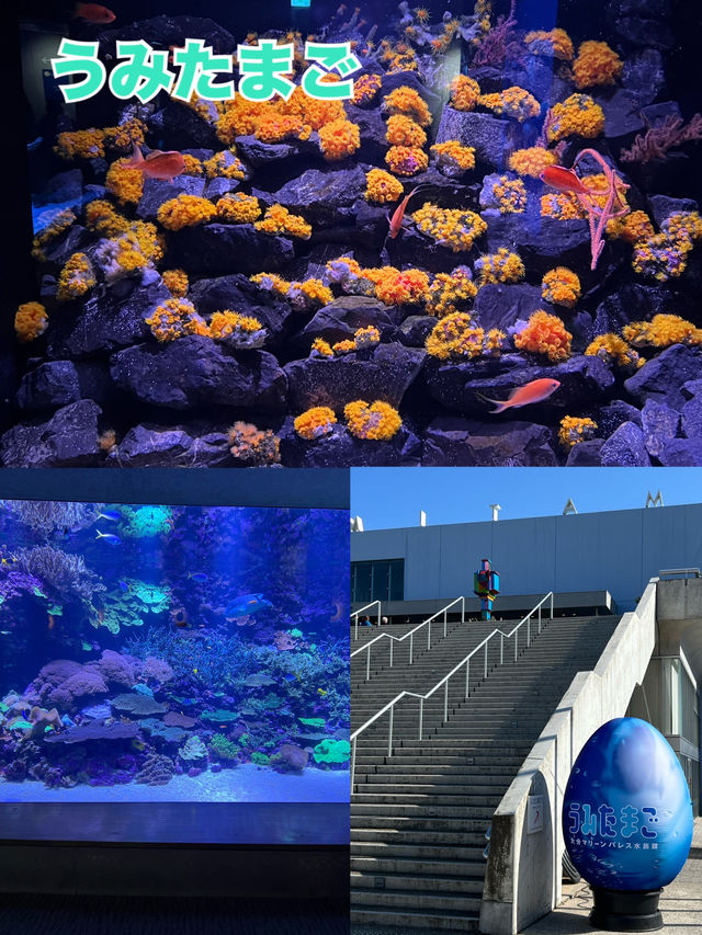 大分　🩵水族館🦭🐬