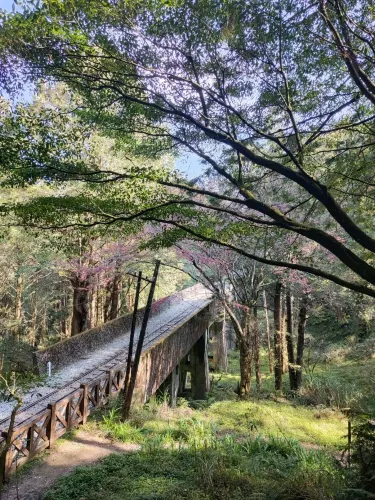 阿里山大塔山與眠月線