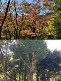 秋日的綠洲：新宿中央公園的紅葉之旅 🍂