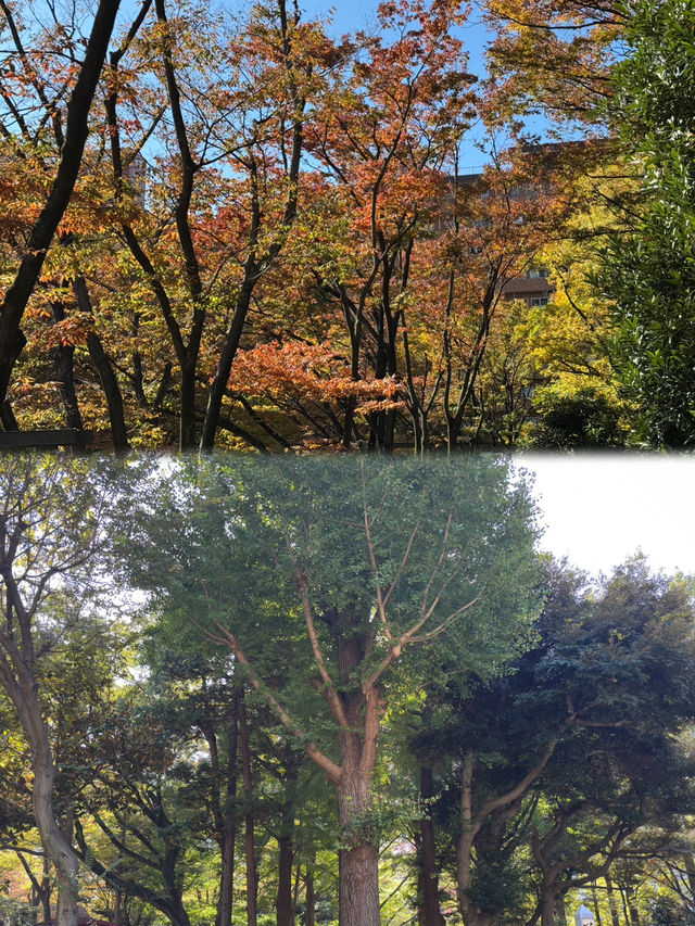 秋日的綠洲：新宿中央公園的紅葉之旅 🍂