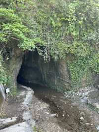 【高知】神秘的な光景 伊尾木洞のシダ群落🌿