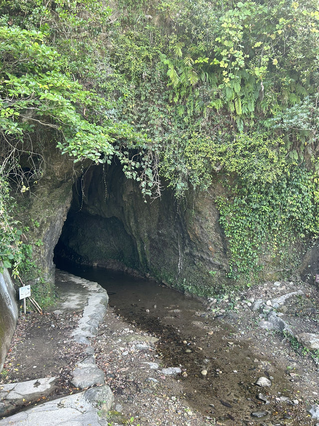 【高知】神秘的な光景 伊尾木洞のシダ群落🌿