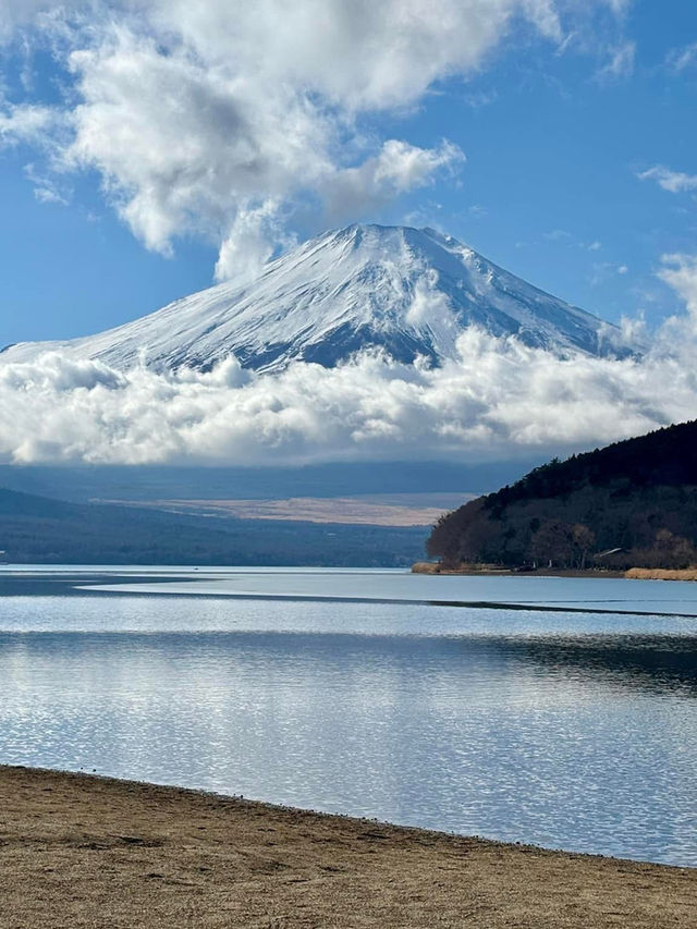 富士山下與天鵝共舞