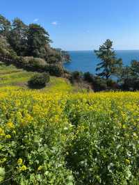 🌼지금 방문하면 좋을 무료 유채꽃밭🌼